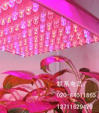 LEDֲ