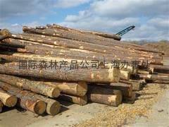 剥皮的美国南方松原木,北美黄松,红雪松直供