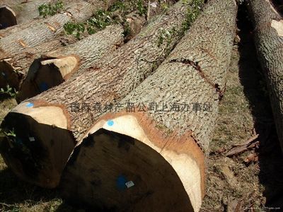 罗马尼亚白橡原木,欧洲硬木,各种松木直供