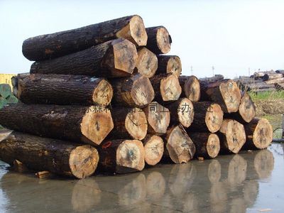 美国刨切级橡木原木林场,北美硬木,白橡直供