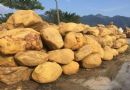平潭县公园草地假山石黄蜡石