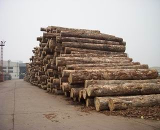 长期供应花旗松、铁杉、辐射松建筑木方
