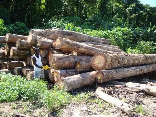 供应马来西亚所罗门产原木