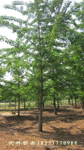 15公分实生银杏树苗