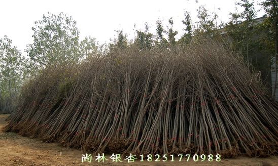 1-25公分银杏树苗银杏实生树、嫁接树