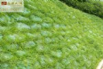 40×60边坡绿化袋,内覆草籽可定制