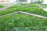 环保护坡袋,易施工效果好