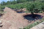果园除草园艺地布