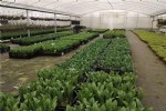 苗圃育苗防草地布的固定方法