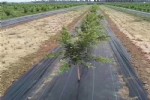 果园除草布1米宽防草地布