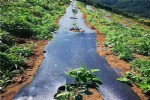 100克防草布地面编织布