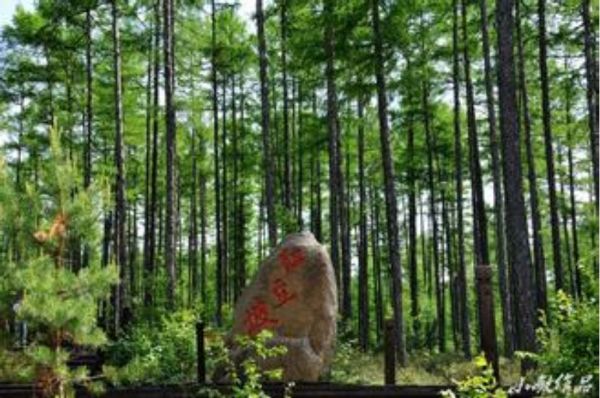 为生态、经济、社会效益,未来五年浙江新种1亿