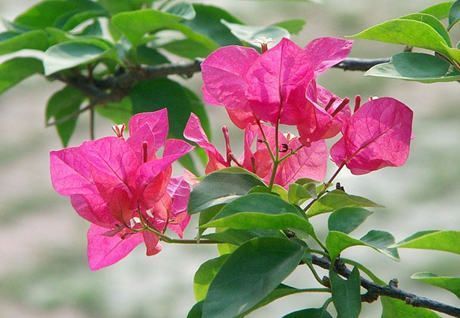 三角梅不开花的原因一: