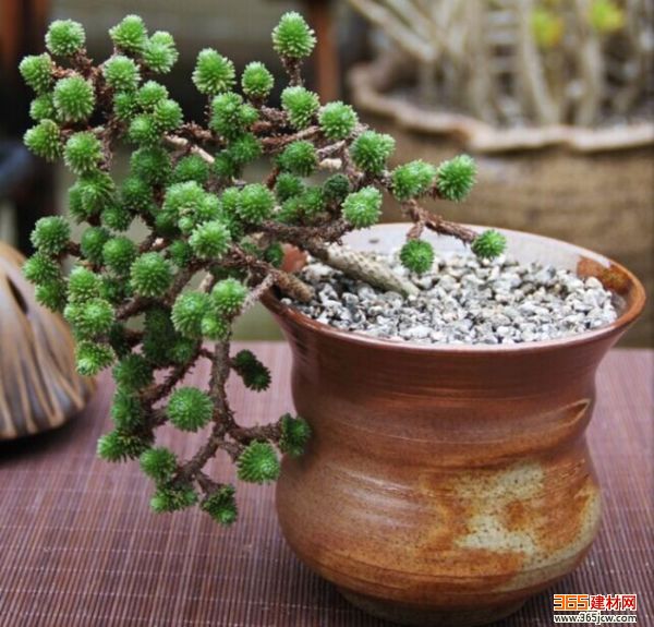 家居植物之球松的养殖方法